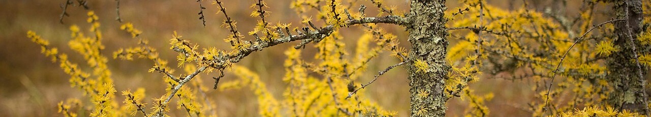 Tamarack Tree